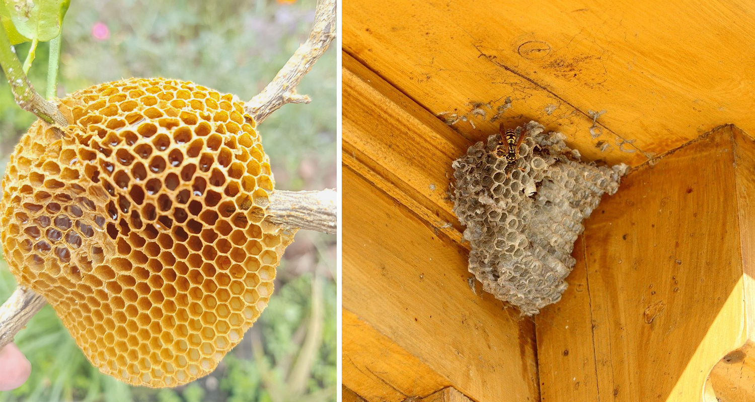 Différence entre le nid d'abeilles et le nid de guêpes