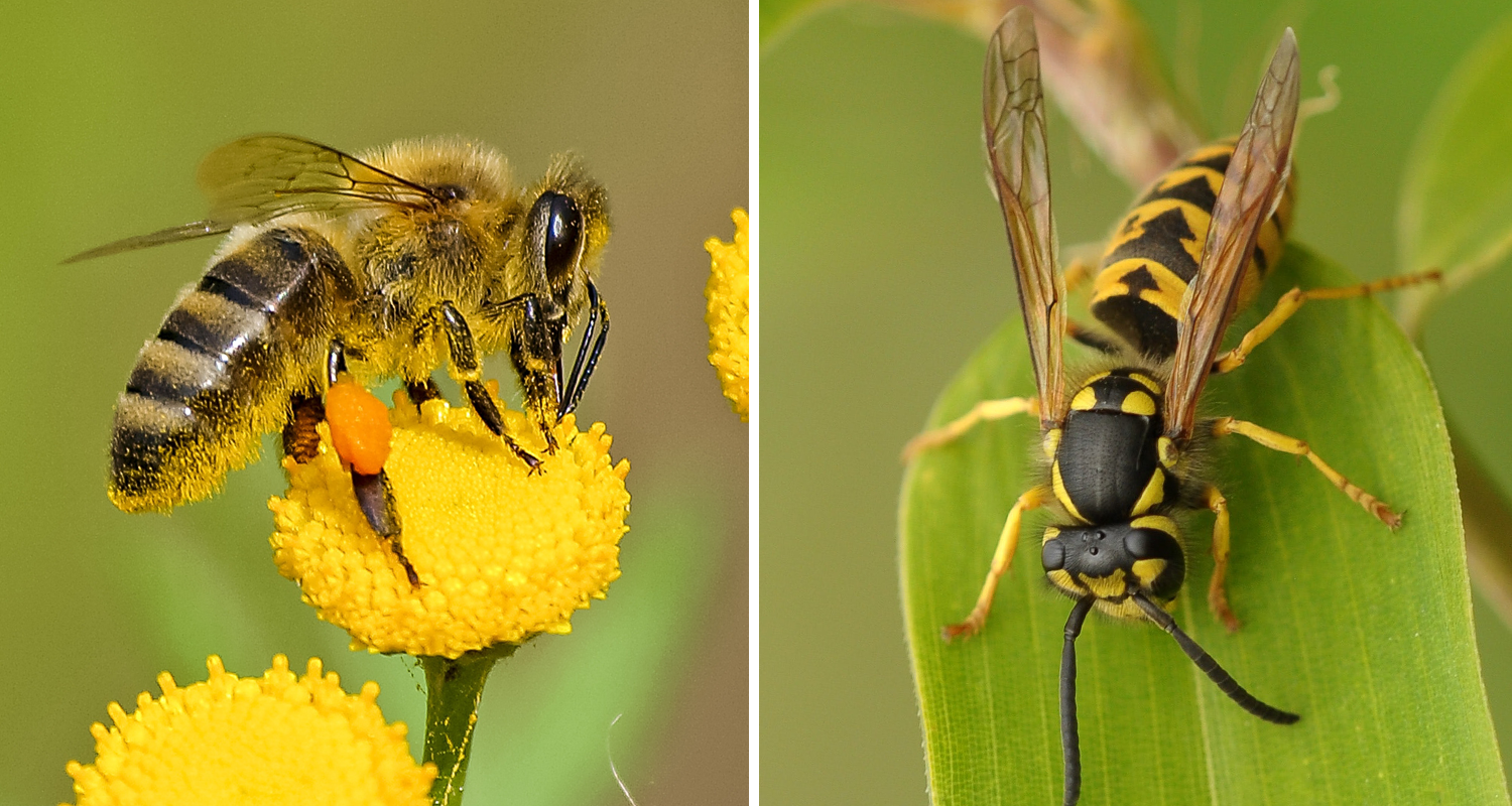 Différence entre les abeilles et les guêpes